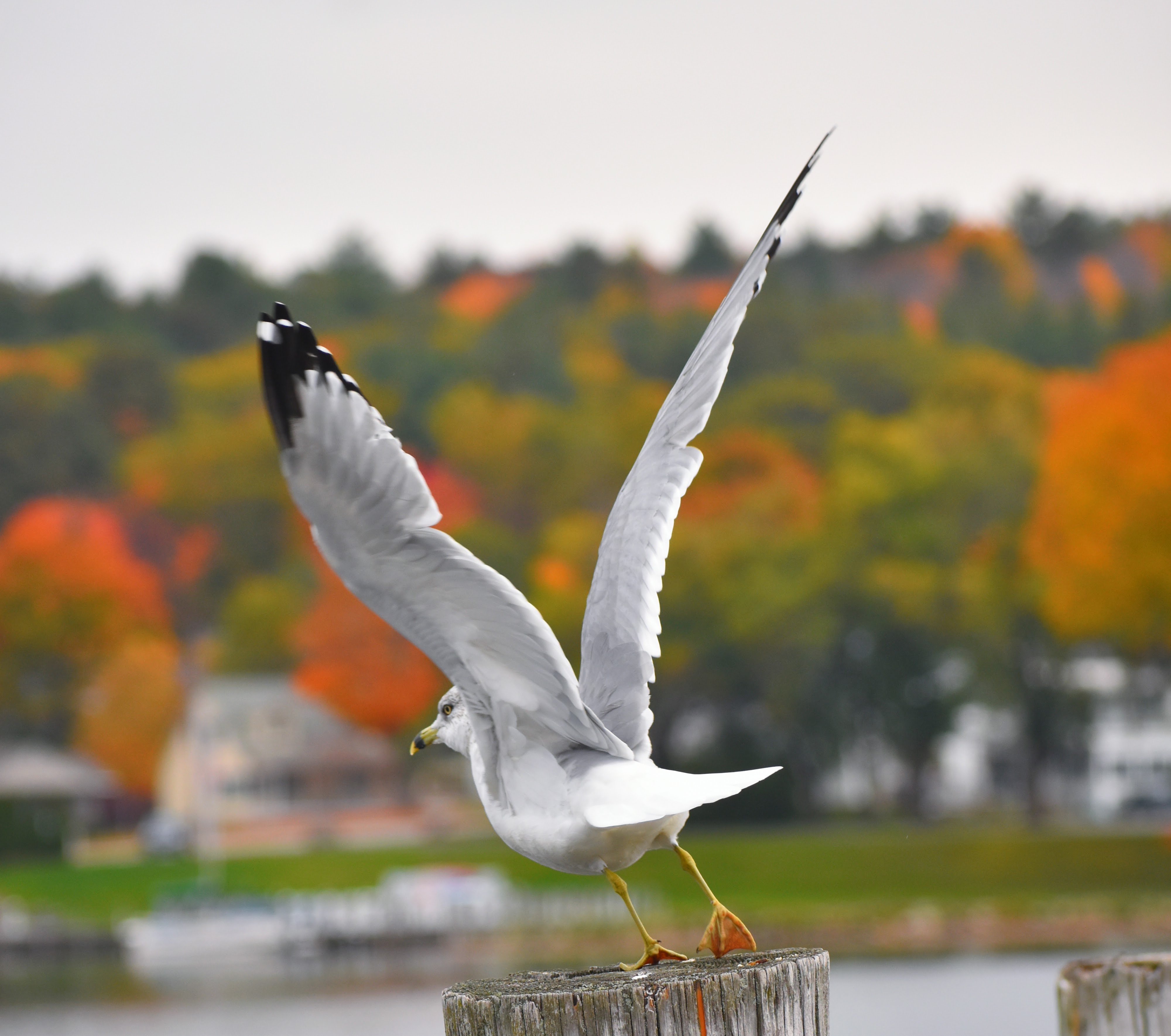 Fall Bird